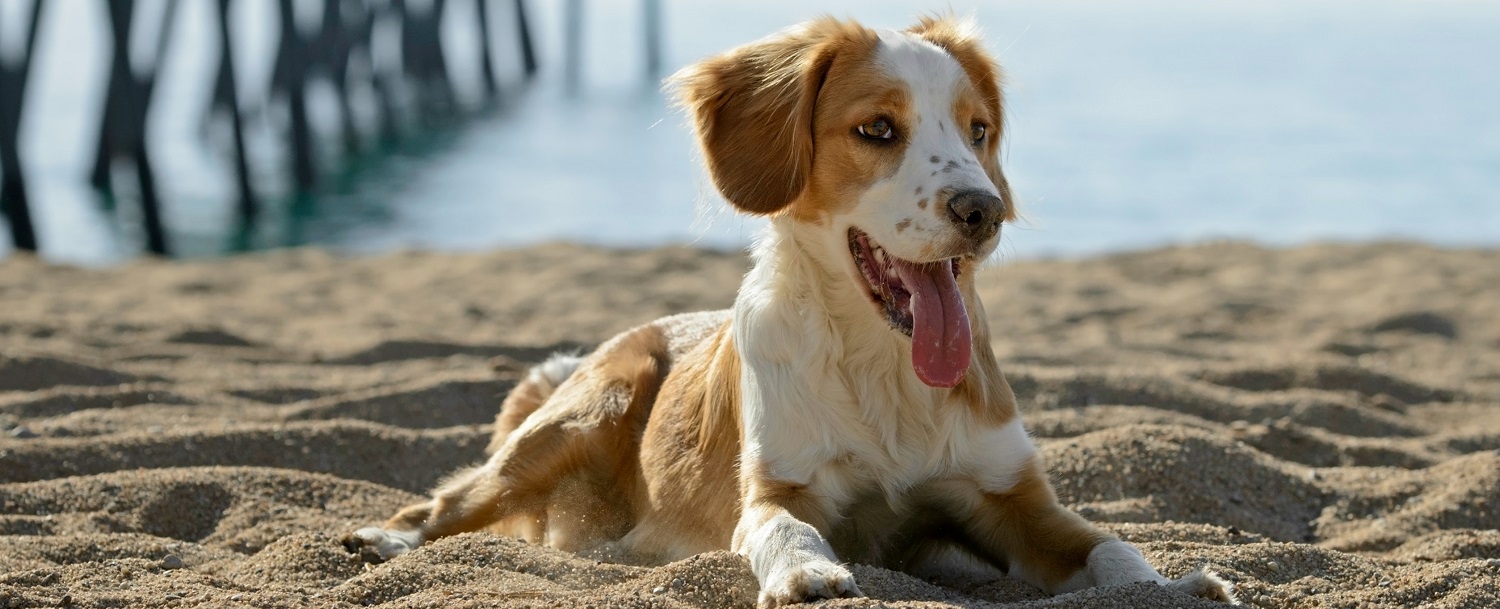 Dog-Friendly Beach Rental