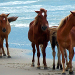 outer banks horse tours