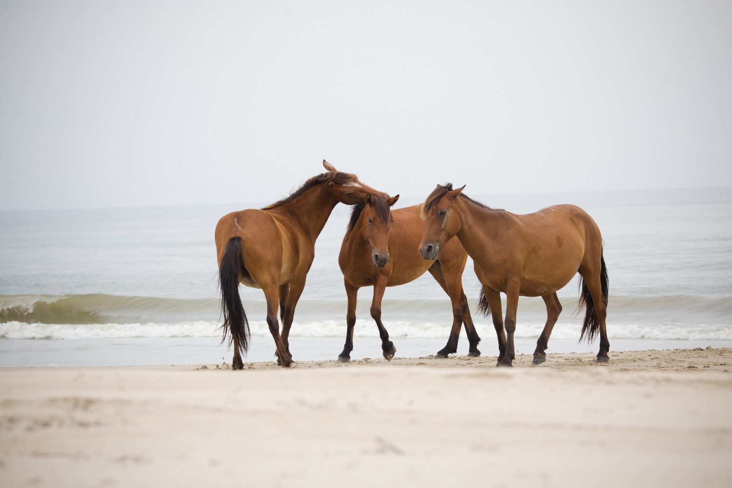 Outer Banks horses playing around on the beach