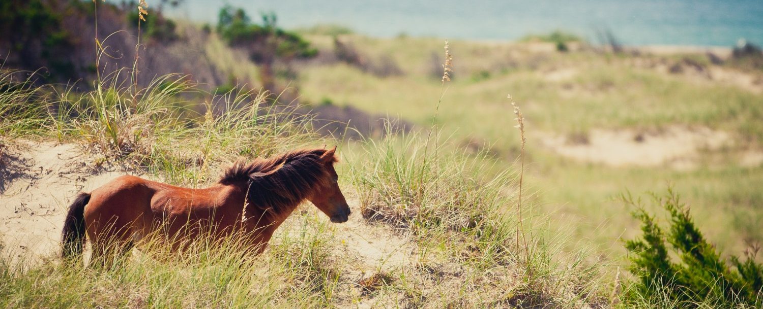 things to do outer banks wild horses