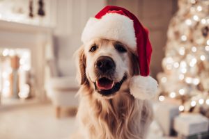 Merry Christmas and Happy New Year! Cheerful dog is sitting in Santa Claus hat. Golden retriever is waiting for the holiday at home.