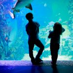 aquarium with kids looking at fish and dolphins