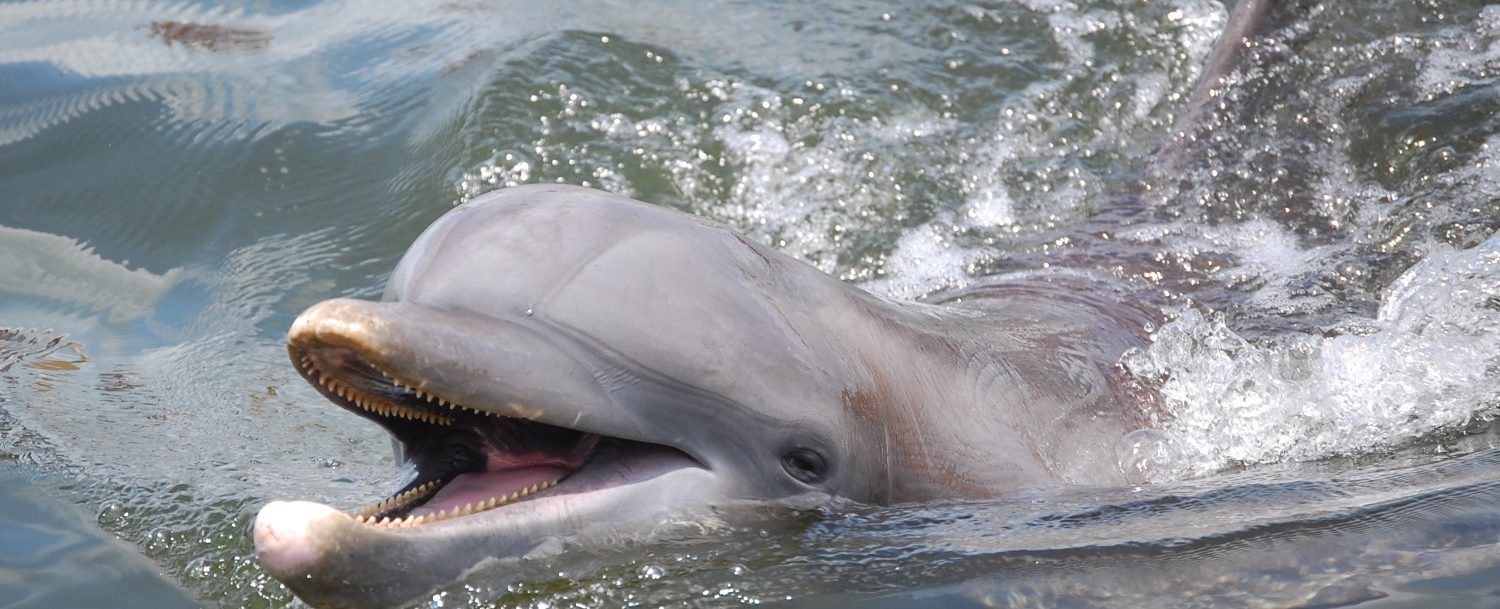 happy bottlenose dolphin in its natural habitat smiling as it pokes its head out of the water