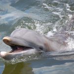 happy bottlenose dolphin in its natural habitat smiling as it pokes its head out of the water