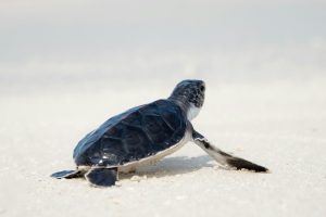 Sea turtle on the beach