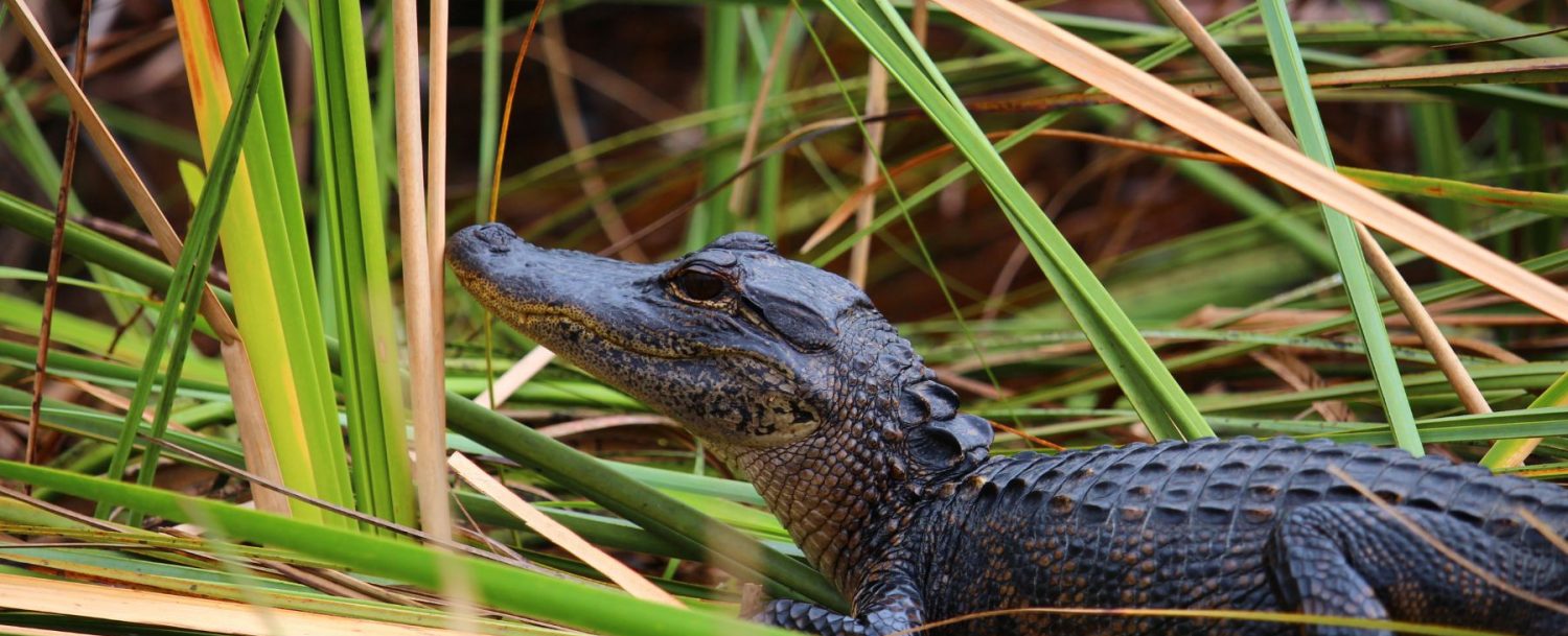 baby alligator spotted at the alligator refuge in the outer banks