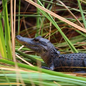 baby alligator spotted at the alligator refuge in the outer banks