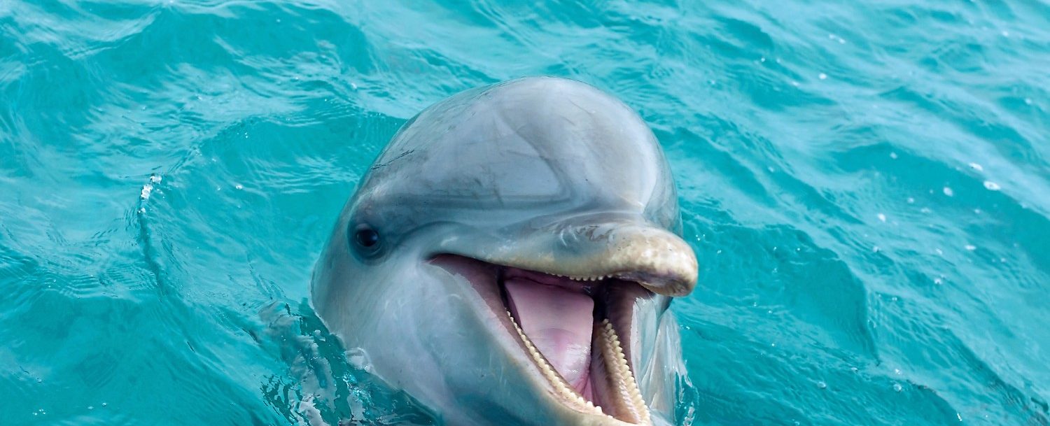 dolphin poking head out of water