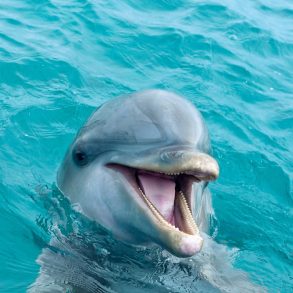 dolphin poking head out of water