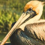 Brown Pelican Sitting on a Wood Deck Digital Art