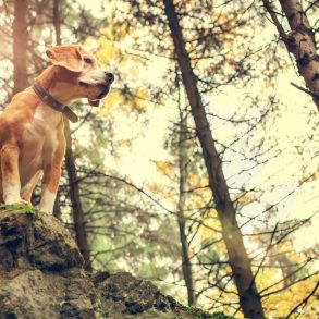 dog hiking on boulder