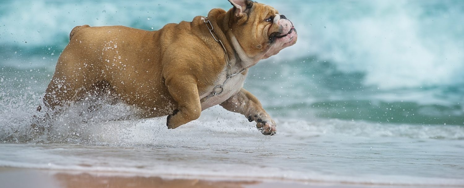 bulldog running on beach, dog friendly beach outer banks