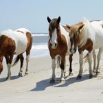 horses on beach, pittsburgh to outer banks