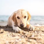 dog friendly beaches on the Outer Banks