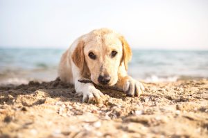 dog friendly beaches on the Outer Banks