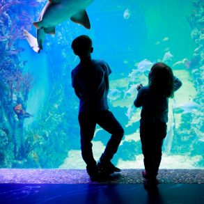kids in front of glass window at aquarium, a day on roanoke island