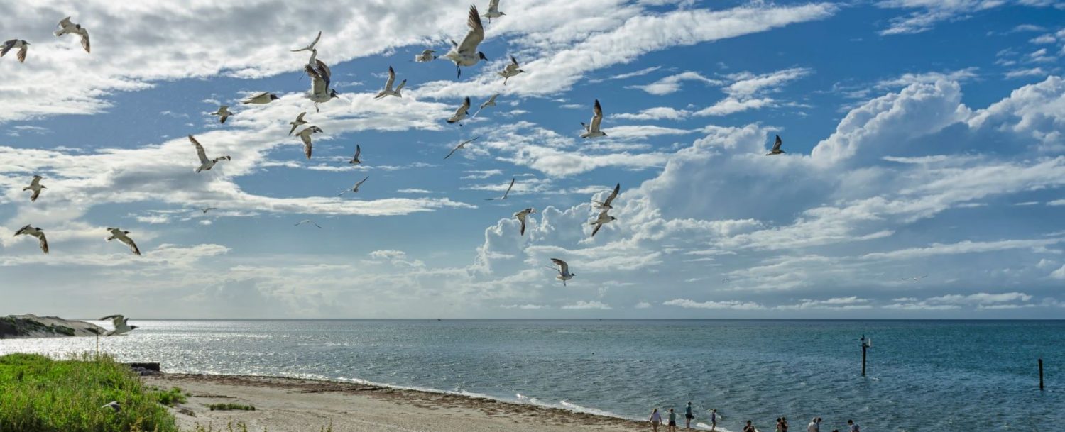 Ocracoke Island birds flying