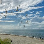 Ocracoke Island birds flying