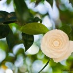 elizabethan gardens