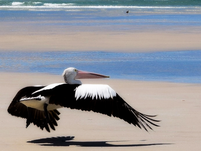 bird on the beach