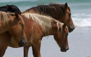 outer banks wild horses