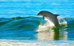 dolphin in surf
