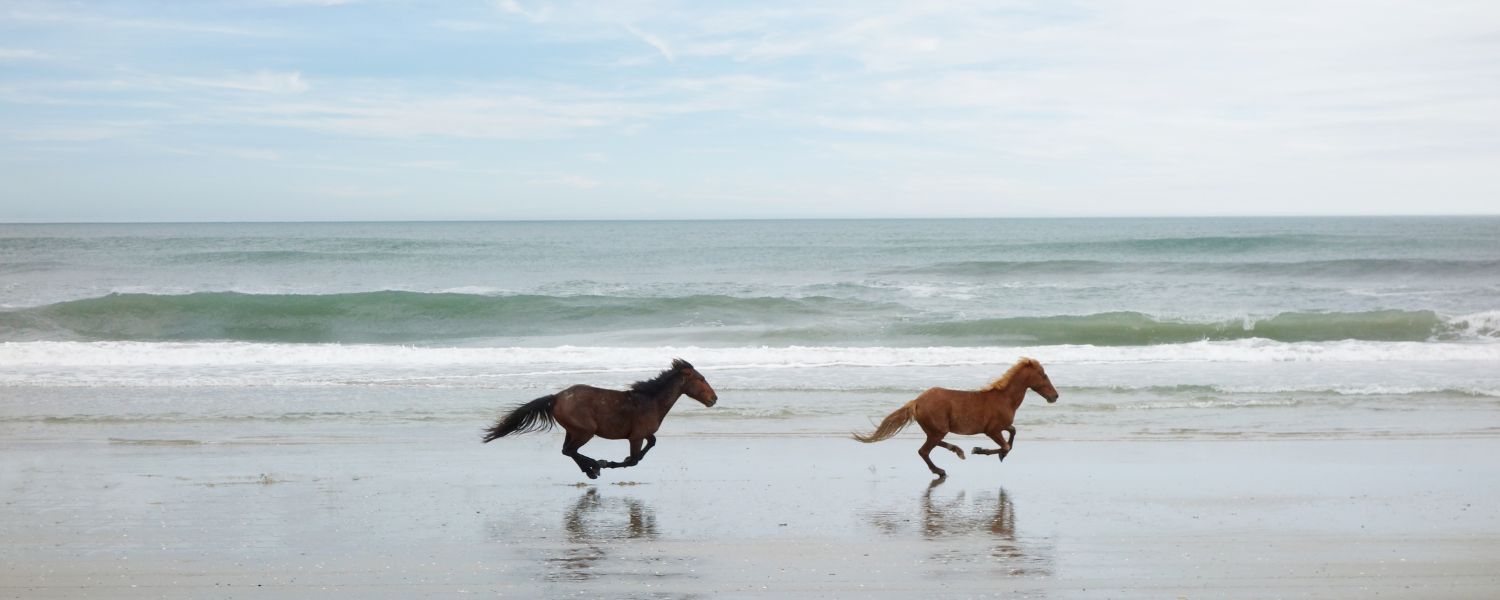 corolla wild horses running on beach
