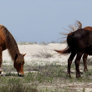 corolla wild horses