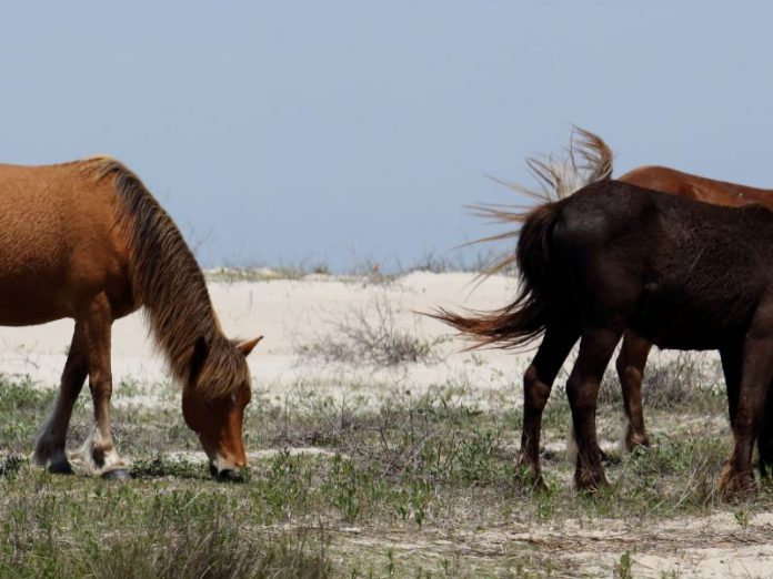 corolla wild horses
