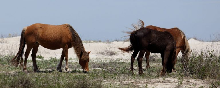 Where to See Corolla Wild Horses on Your OBX Vacation