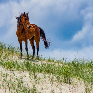 outer banks wild horse