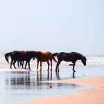 wild horse on beach, outer banks, nc