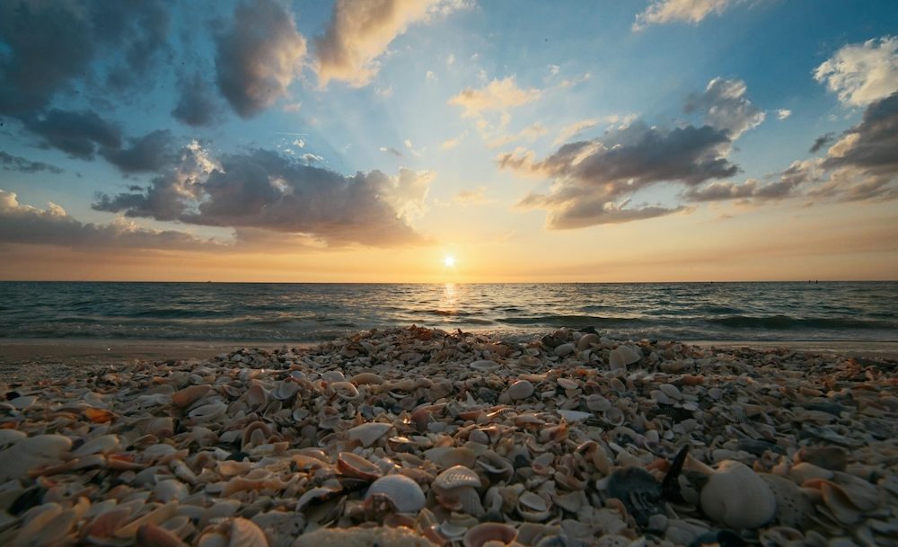 seashells on the beach