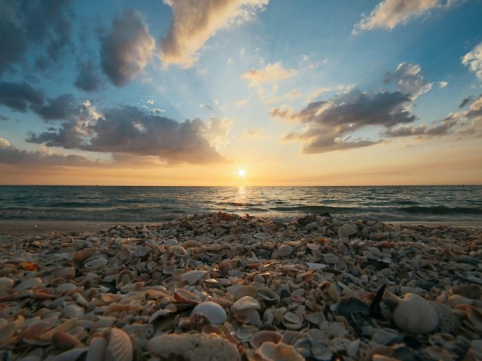 seashells on the beach