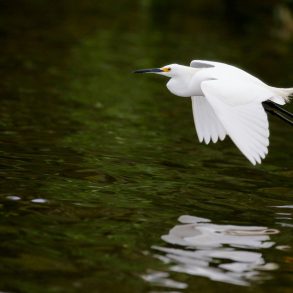 Pine Island Audubon Sanctuary