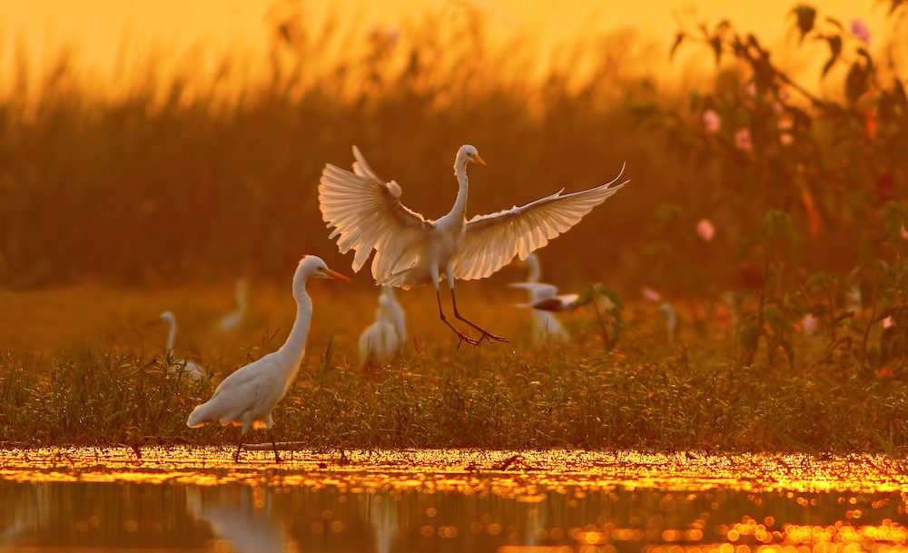 Great Egrets