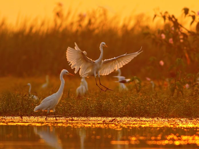 Great Egrets