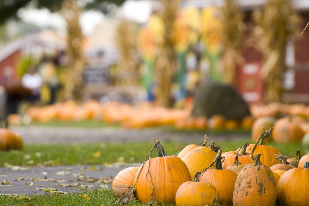 Pumpkin Farm Fun