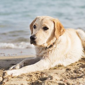 Dog Friendly Outer Banks