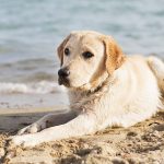 yellow labrador dog lies on the beach in the Outer Banks of North Carolina