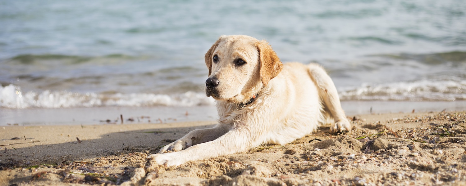 yellow labrador dog lies on the beach in the Outer Banks of North Carolina