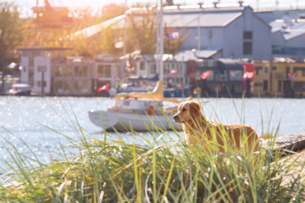 Golden Retriever dog standing on dock at a marina with view of restaurants in the background