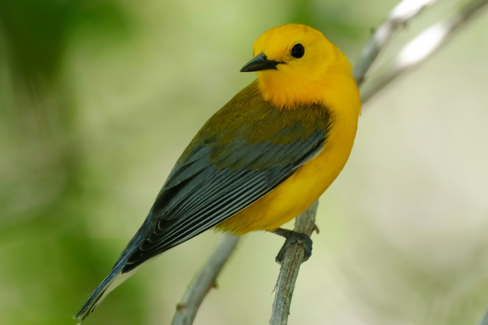 A warbler on a perch