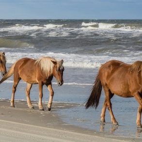 Wild Horses on the Outer Banks