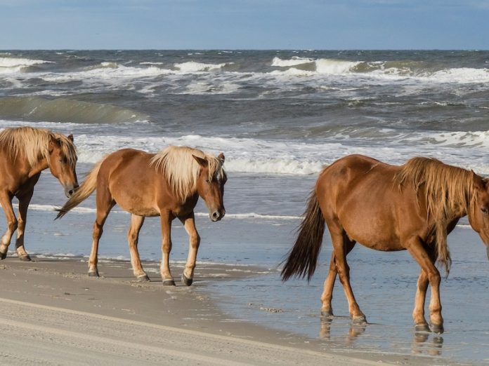 Wild Horses on the Outer Banks