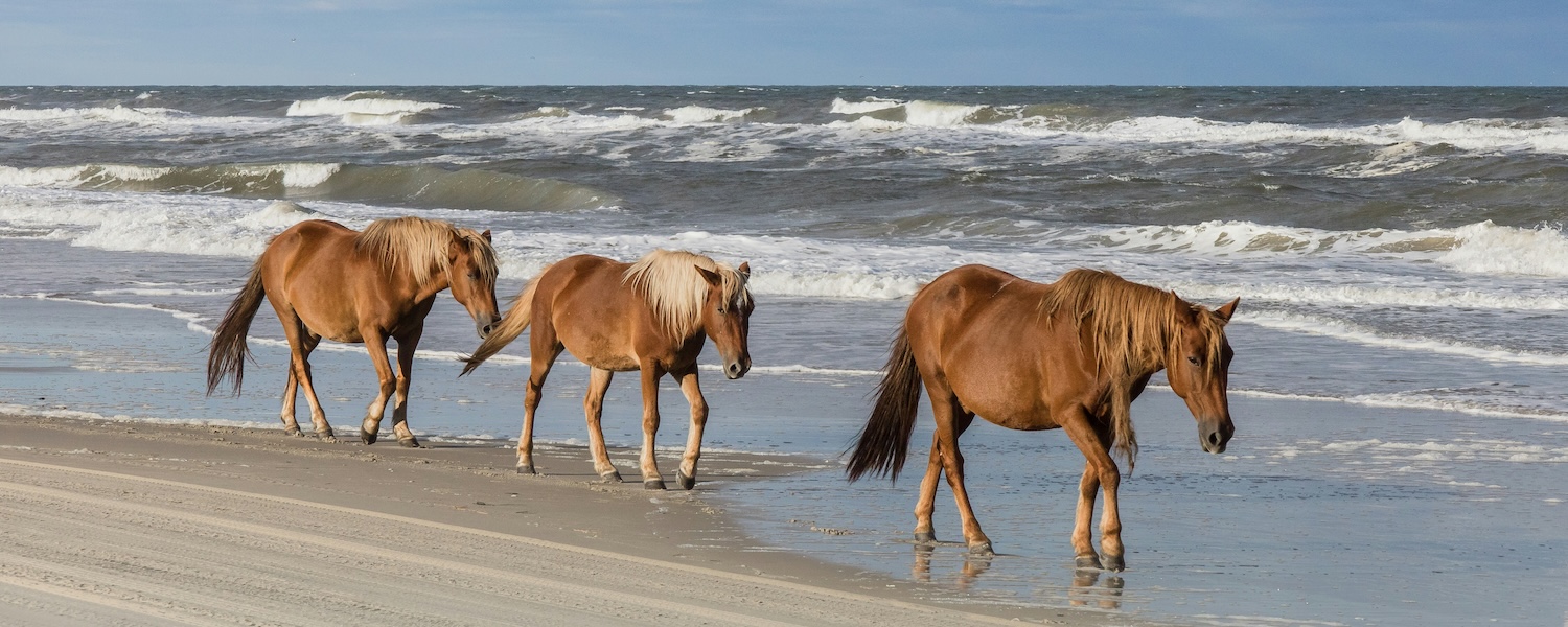 Wild Horses on the Outer Banks