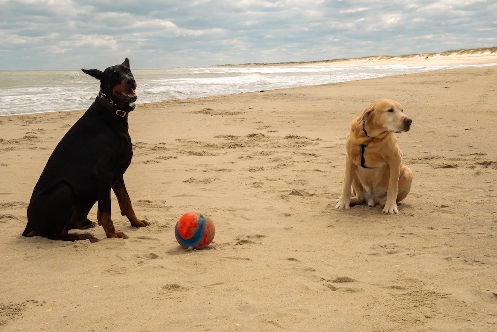 A yellow labrador retriever and his friend the Doberman Pinscher share a ball on the beach