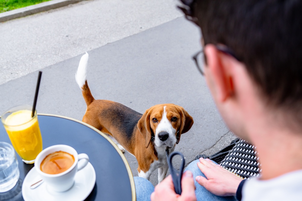 Beagle dog begging for food at outdoor cafe table, looking at owner enjoying breakfast with coffee and juice.